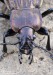 střevlík Ullrichův (Brouci), Eucarabus ullrichii Germar, 1824, Carabidae (Coleoptera)